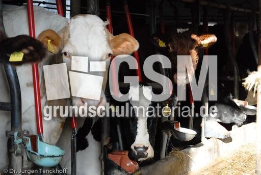 Hausrind (48 von 174).jpg